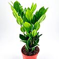 Healthy indoor houseplant in terracotta pot, vibrant green leaves, thriving under optimal care.