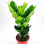 Zamioculcas Zamiifolia Emerald Palm ZZ Plant
