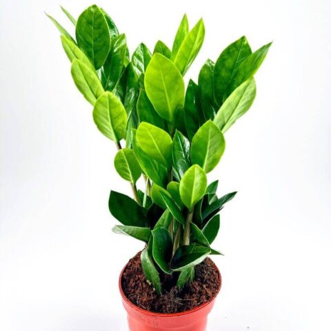 Healthy indoor houseplant in terracotta pot, vibrant green leaves, thriving under optimal care.