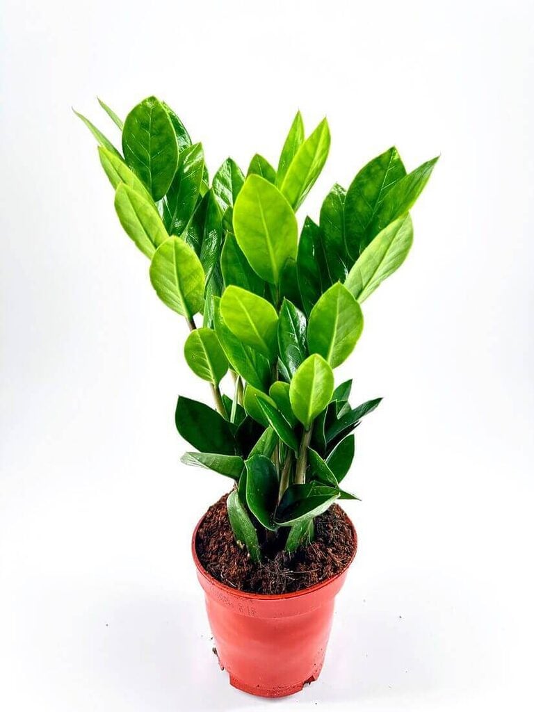 Healthy indoor houseplant in terracotta pot, vibrant green leaves, thriving under optimal care.
