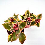 Crassula Sarmentosa Trailing Jade