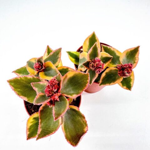 Potted succulents with red flowers on white background, showcasing vibrant colours and rosette patterns.