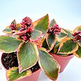 Vibrant potted Kalanchoe succulents with colourful leaves and buds in terracotta pots.