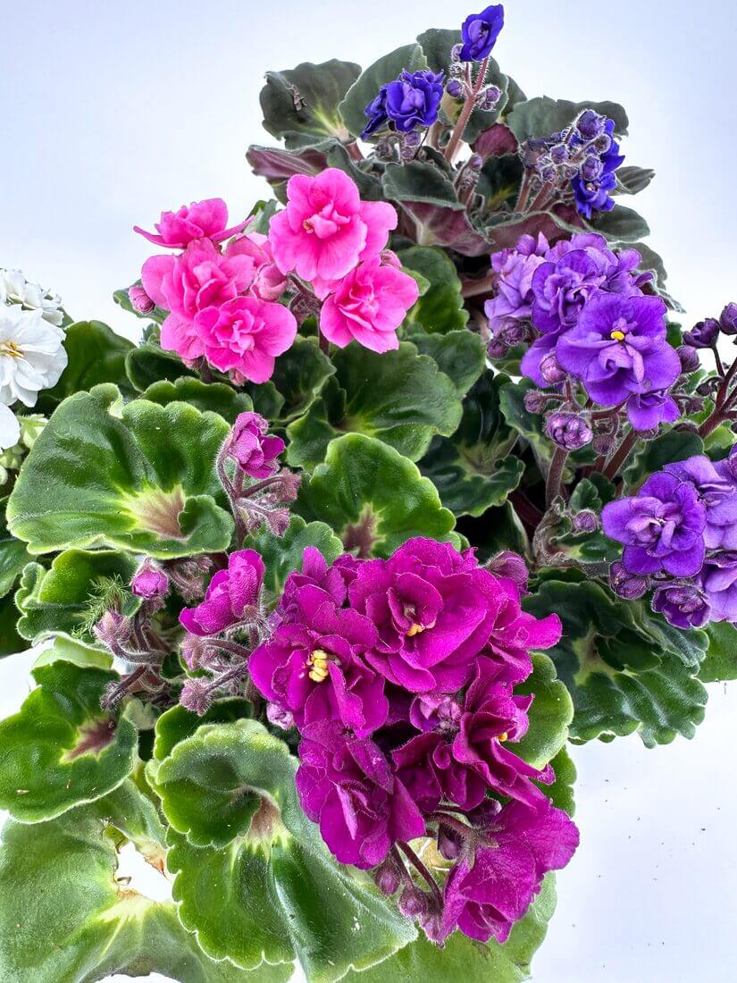 A vibrant display of multicoloured African violets with rich foliage.