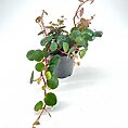 Small potted plant with green leaves and red stems against a white background.