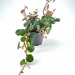 Peperomia Pepperspot String of Coins