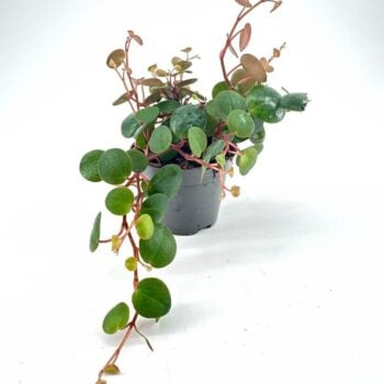 Small potted plant with green leaves and red stems against a white background.