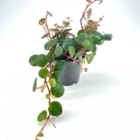 Small potted plant with green leaves and red stems against a white background.
