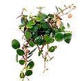Trailing plant with glossy green leaves and reddish stems on a white background.