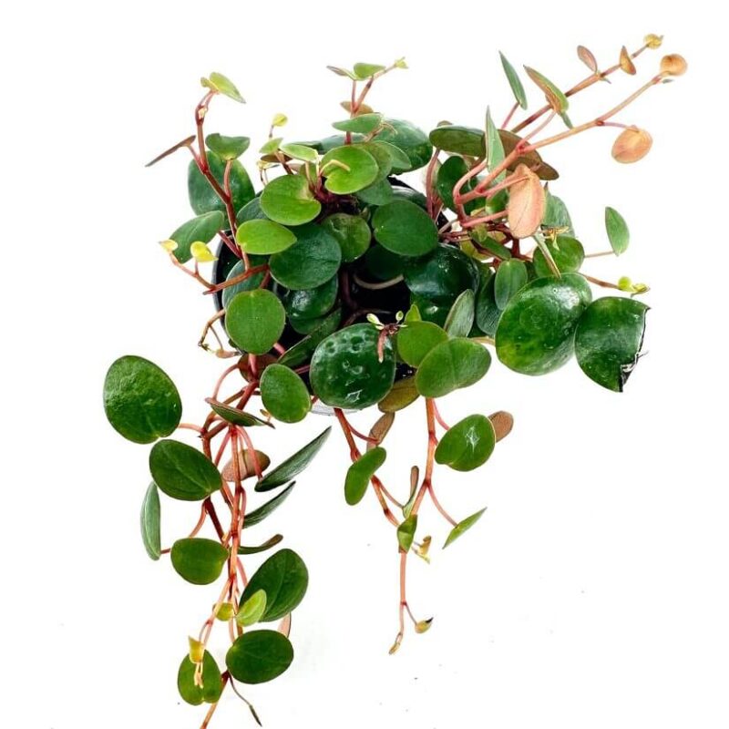 Peperomia Pepperspot String of Coins Trailing plant with glossy green leaves and reddish stems on a white background.