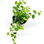 Ficus Pumila White Sunny