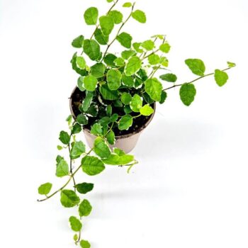 Vibrant green potted plant with vines in light pot against white background.