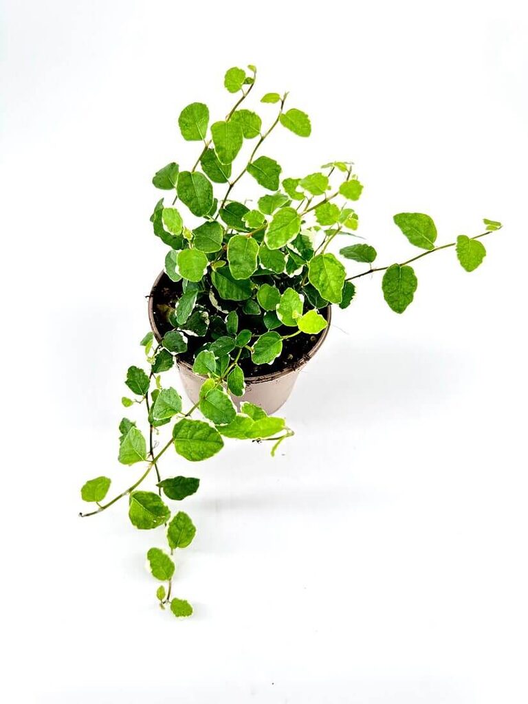 Vibrant green potted plant with vines in light pot against white background.