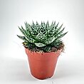 Succulent plant in terracotta pot on white background, showcasing vibrant green leaves with white spots.