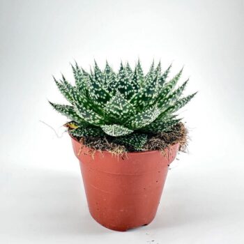 Succulent plant in terracotta pot on white background, showcasing vibrant green leaves with white spots.