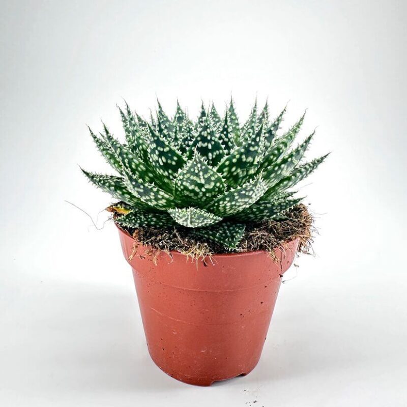 Aloe Aristata Safari Zambezi Succulent plant in terracotta pot on white background, showcasing vibrant green leaves with white spots.
