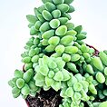 Succulent cluster with green rosette leaves in a red-rimmed pot on a white background.