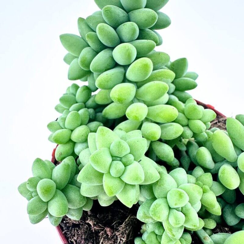 Burros Tail Sedum Burrito Succulent Succulent cluster with green rosette leaves in a red-rimmed pot on a white background.