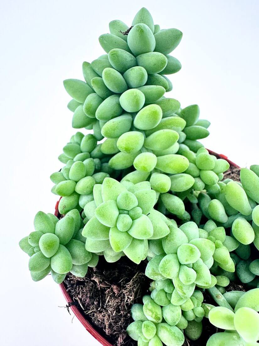 Succulent cluster with green rosette leaves in a red-rimmed pot on a white background.