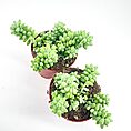 Two lush green succulents in pots against a white background.