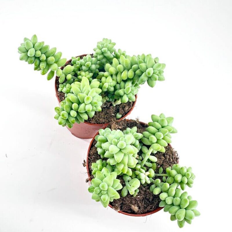 Burros Tail Sedum Burrito Succulent Two lush green succulents in pots against a white background.