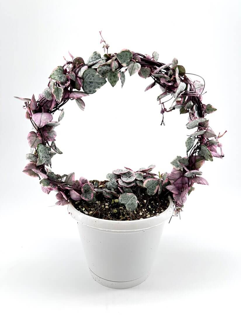 Variegated string of hearts plant in circular arrangement, vibrant leaves against white background.