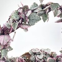Heart-shaped vine leaves with pink edges on a trained arc, against a bright background.
