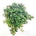 Vibrant green plant with shiny leaves against a plain white background.