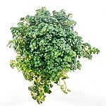 Pilea Depressa Sao Paulo