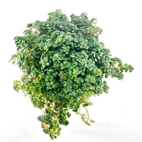 Vibrant green plant with shiny leaves against a plain white background.