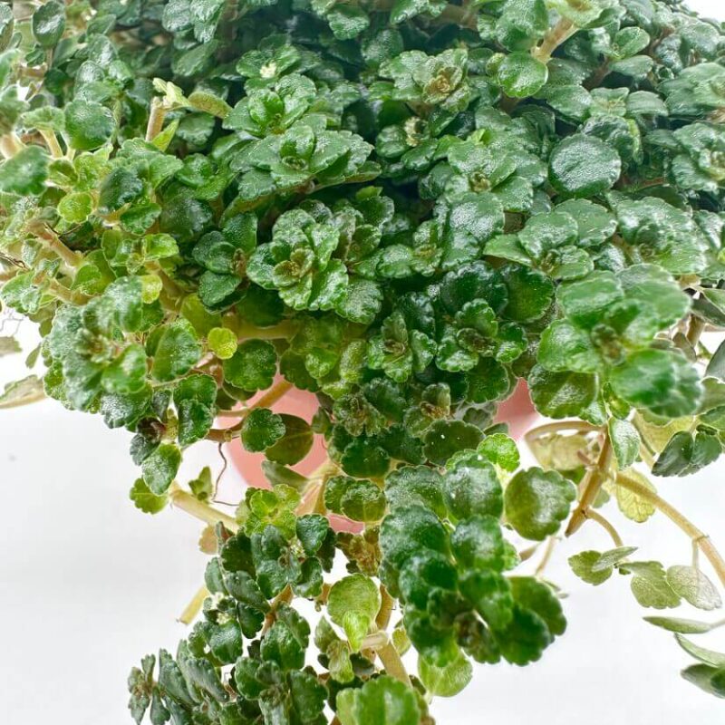 Pilea Depressa Sao Paulo Lush green cascading indoor plant with vibrant leaves in a hanging pot.