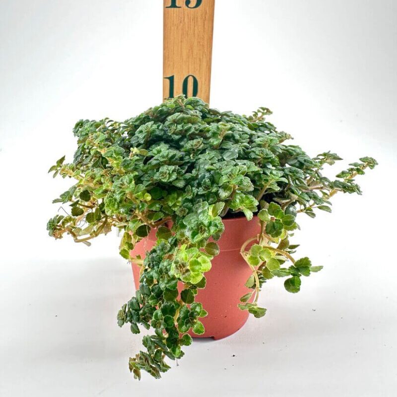Pilea Depressa Sao Paulo Lush green potted plant in terracotta pot with measuring stick on white background.