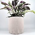 Calathea plant with vibrant multi-colored leaves in a beige stone-like pot.