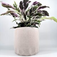 Calathea plant with vibrant multi-colored leaves in a beige stone-like pot.