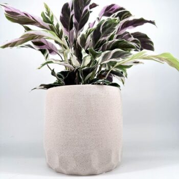 Calathea plant with vibrant multi-colored leaves in a beige stone-like pot.