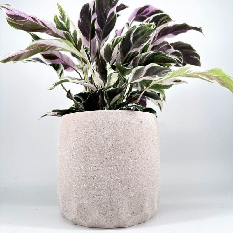 Calathea plant with vibrant multi-colored leaves in a beige stone-like pot.