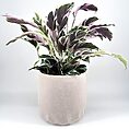Elegant Calathea plant in textured beige pot, perfect for modern interiors.