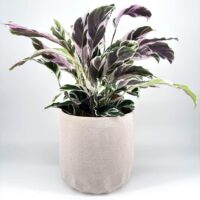 Elegant Calathea plant in textured beige pot, perfect for modern interiors.