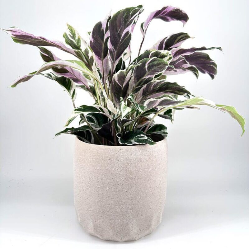 Sand Effect Planter Elegant Calathea plant in textured beige pot, perfect for modern interiors.