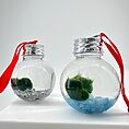 Festive Marimo Moss Ball Ornament