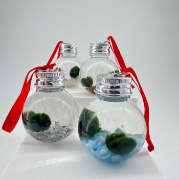 Mini Marimo Moss Ball Bauble
