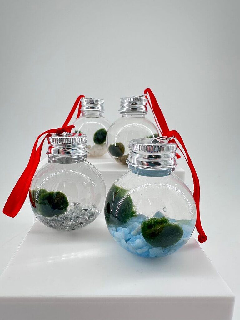 Mini Marimo Moss Ball Bauble