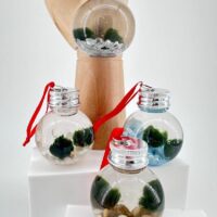 Festive Marimo Moss Ball Ornament