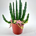 Stapelia Divaricata Starfish Flower Succulent