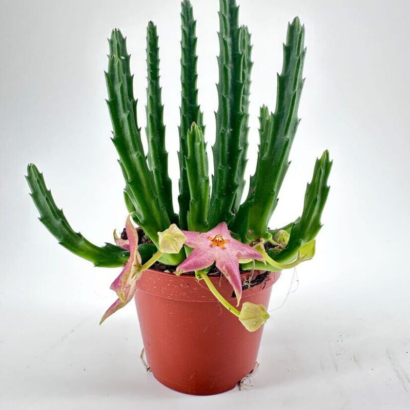 Stapelia Divaricata Starfish Flower Succulent Stapelia Divaricata Starfish Flower Succulent