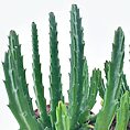 Stapelia Divaricata Starfish Flower Succulent