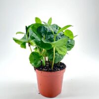 Coffee Arabica Houseplant