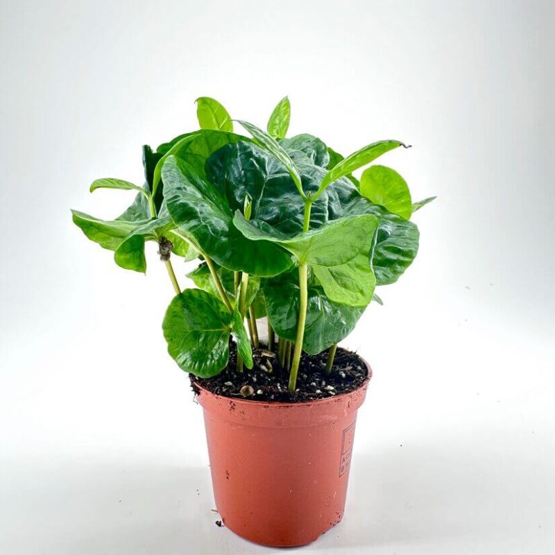Coffee Arabica Houseplant Coffee Arabica Houseplant