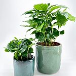 Coffee Arabica Houseplant