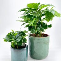 Two lush potted houseplants with glossy green leaves on a white background.
